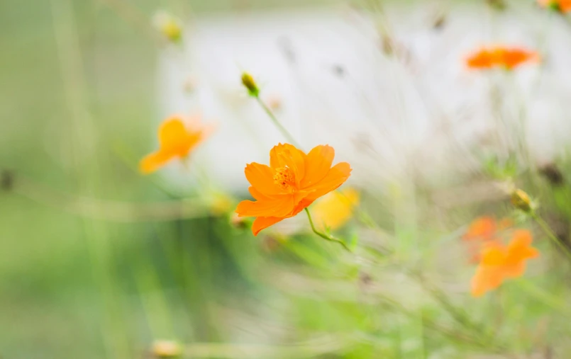 small orange flowers with green stems in the foreground