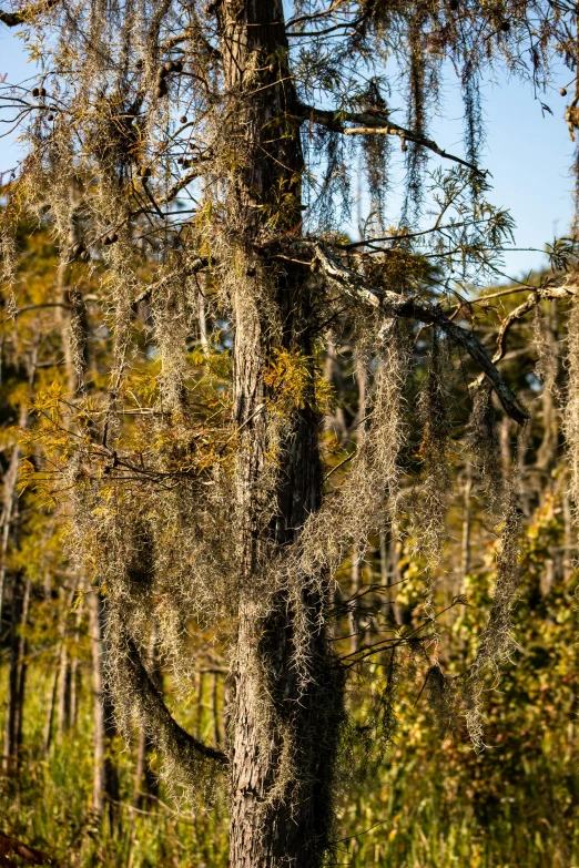 a lone red teddy bear sitting in a tree