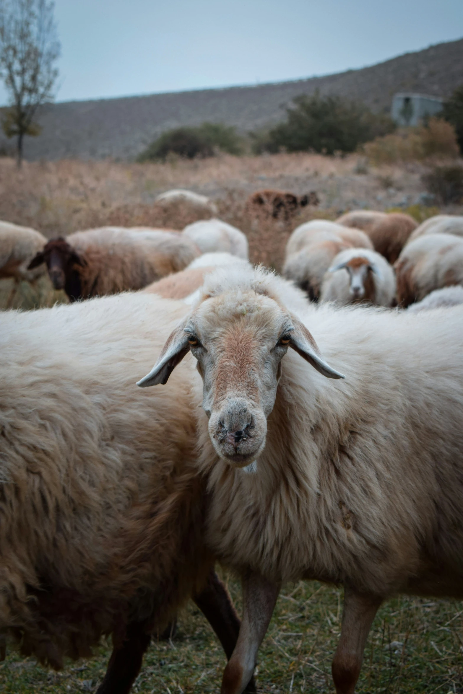 the sheep is all gathered together in a grassy field