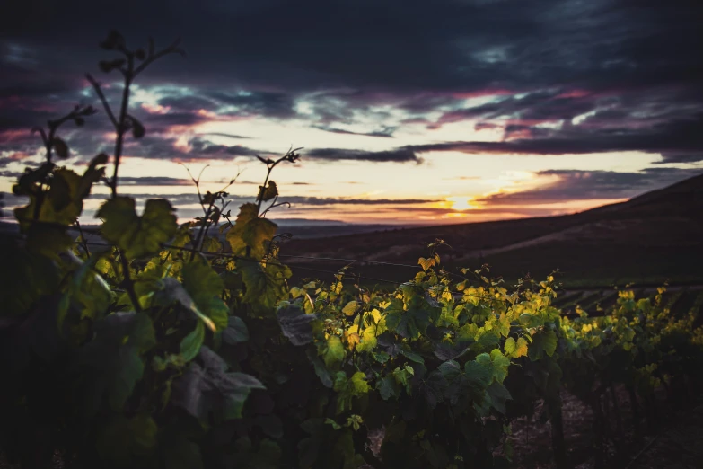 the sun is setting in a vineyard