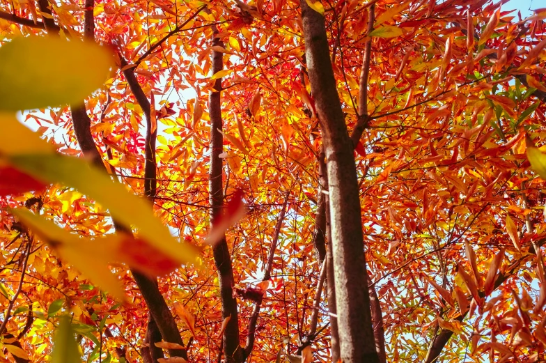 trees showing red and yellow leaves all around