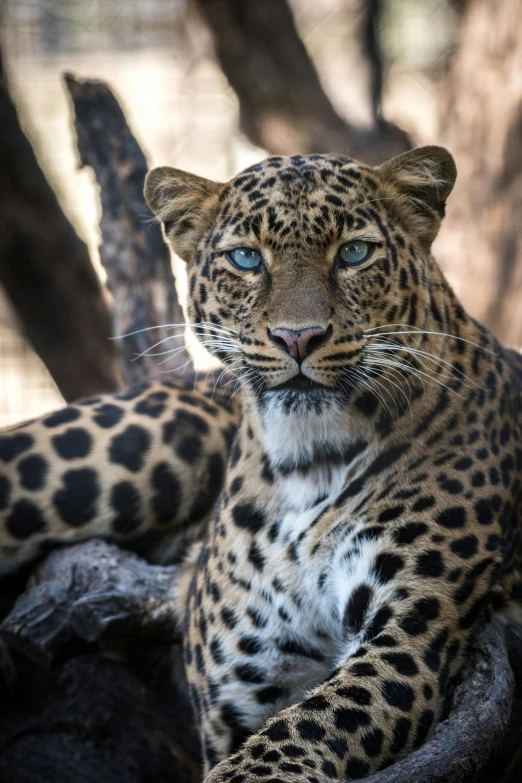 a large leopard laying on top of a rock