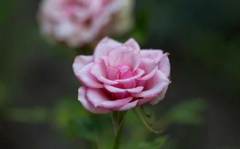 the pink flowers have long stems in their buds