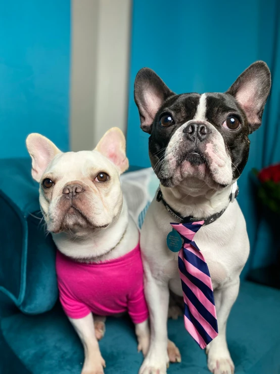 two small dogs sitting on a couch with a striped tie