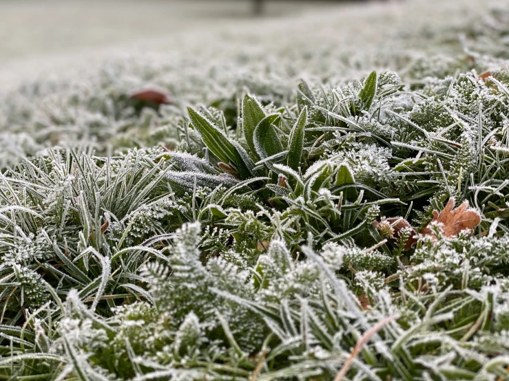 a bunch of frosty grass with a bench in the background