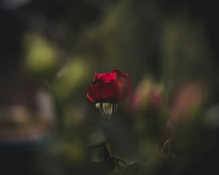 a single red rose is on display in the foreground