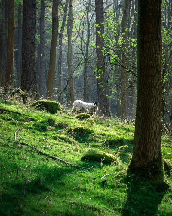 a lone sheep grazing in the grass near some trees