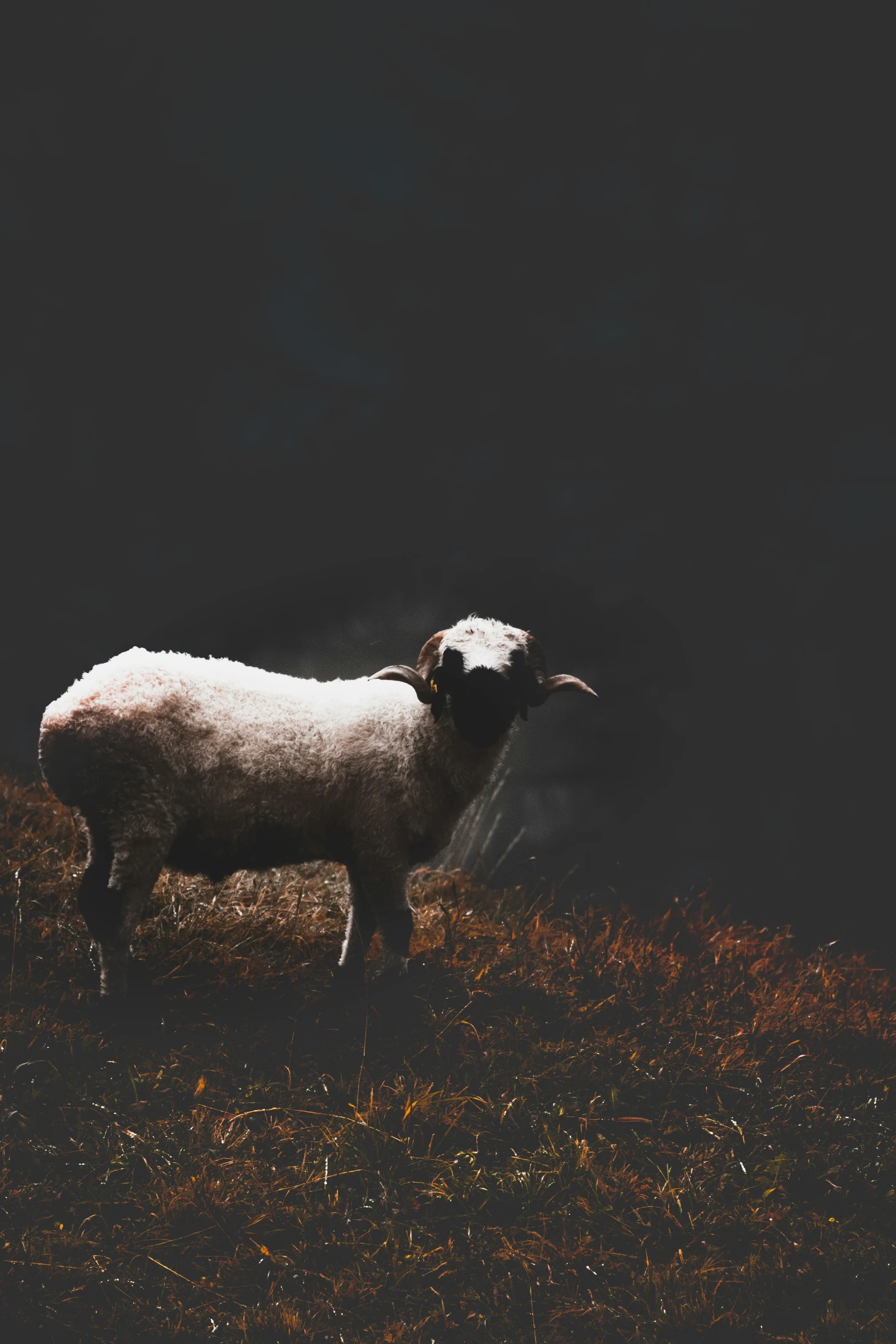 a ram with it's back toward the camera