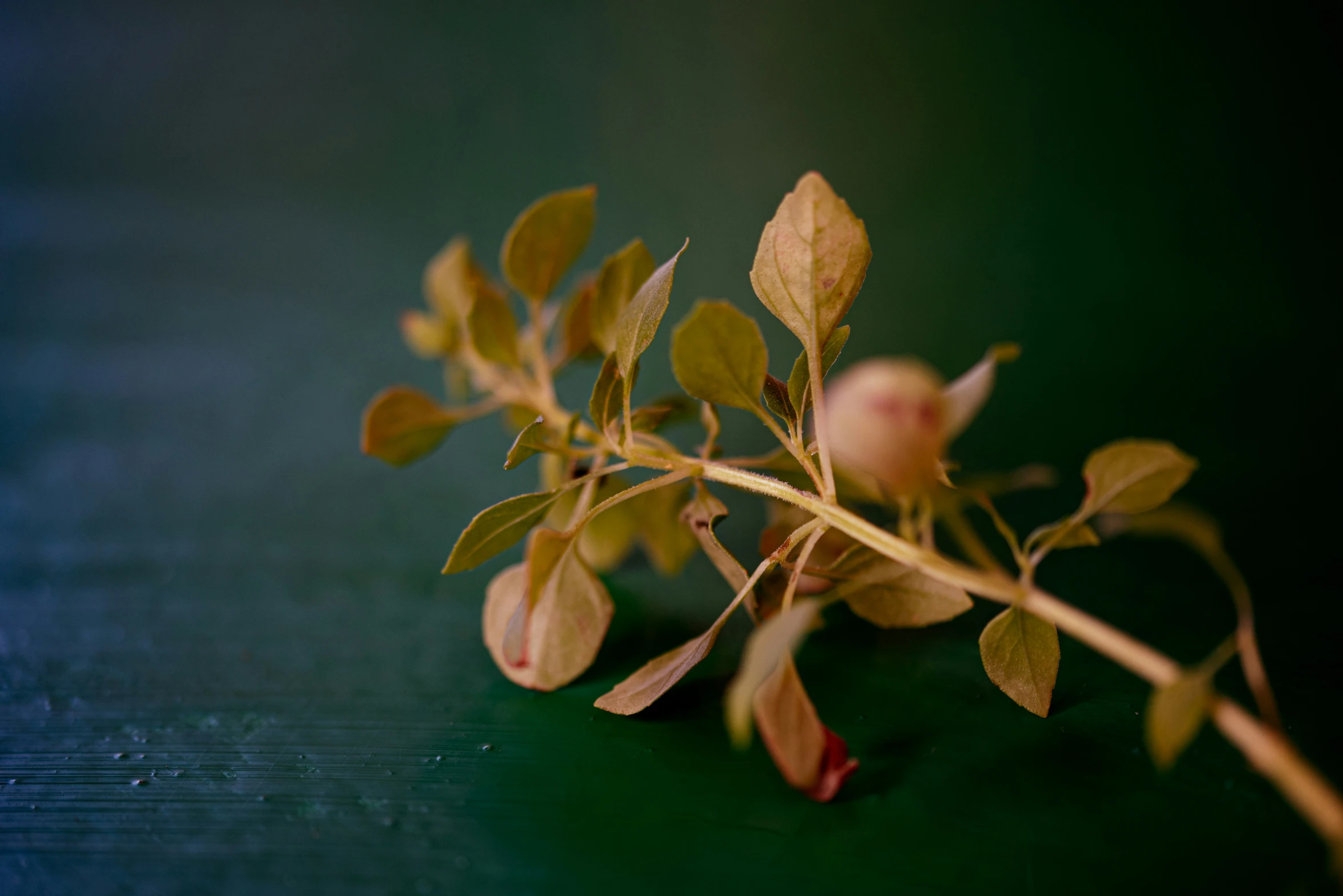 a flower with little green leaves on a table