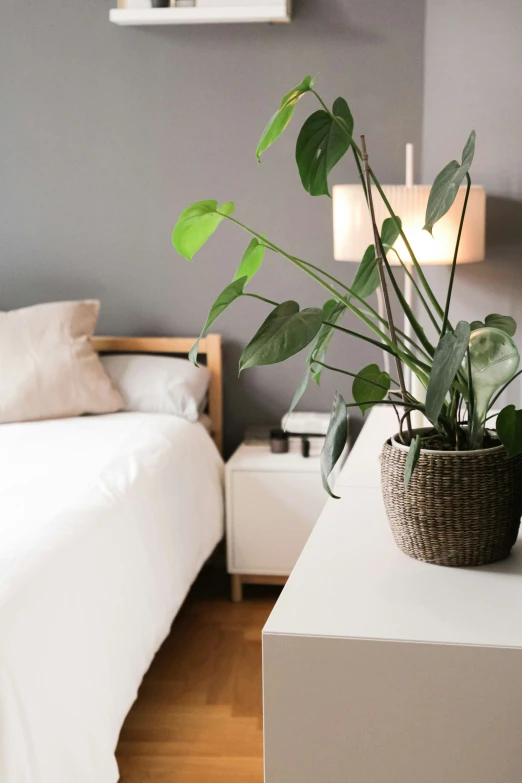 a bed in the background with a plant on top