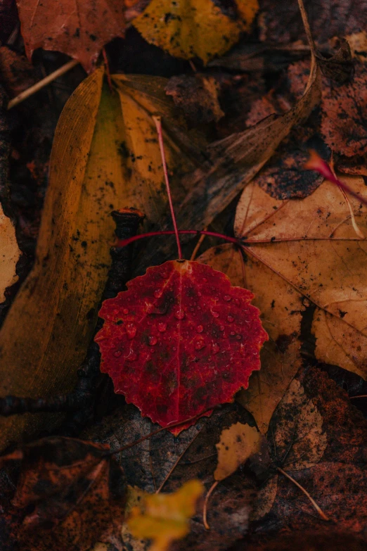 leaves scattered on the ground on top of the ground