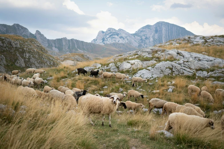 a herd of sheep grazing on top of a grass covered hill