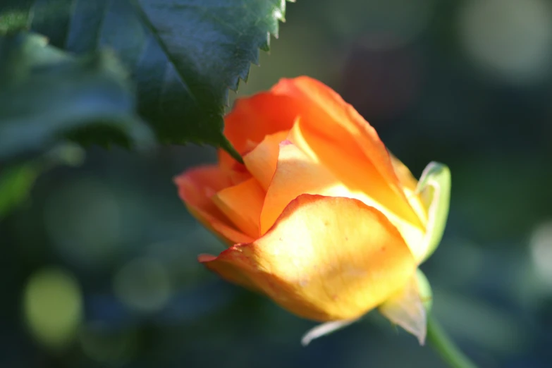 orange roses in bloom are coming off the flowers