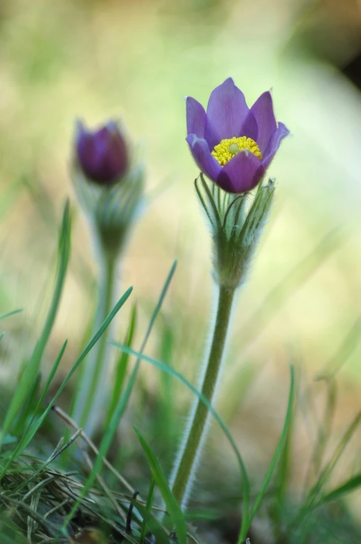 two small purple flowers sitting on the ground