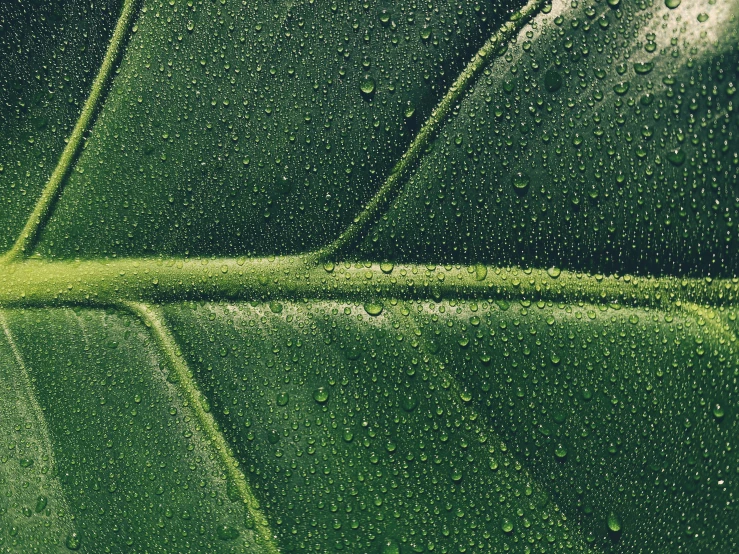 dew drops on the leaves and ground on the plant