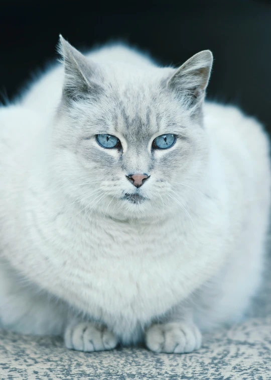 an image of a gray and white cat looking at the camera