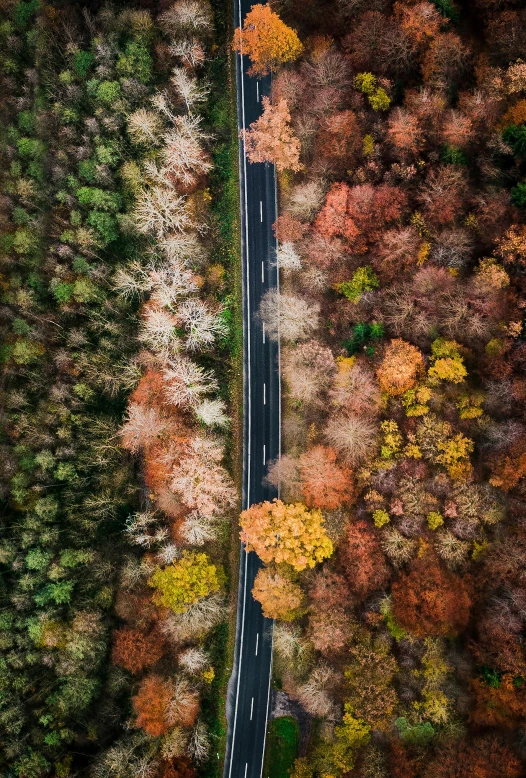 an aerial view shows the road curving through the forest