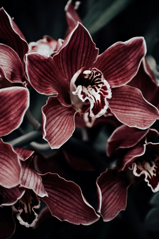 red flowers that are growing next to each other