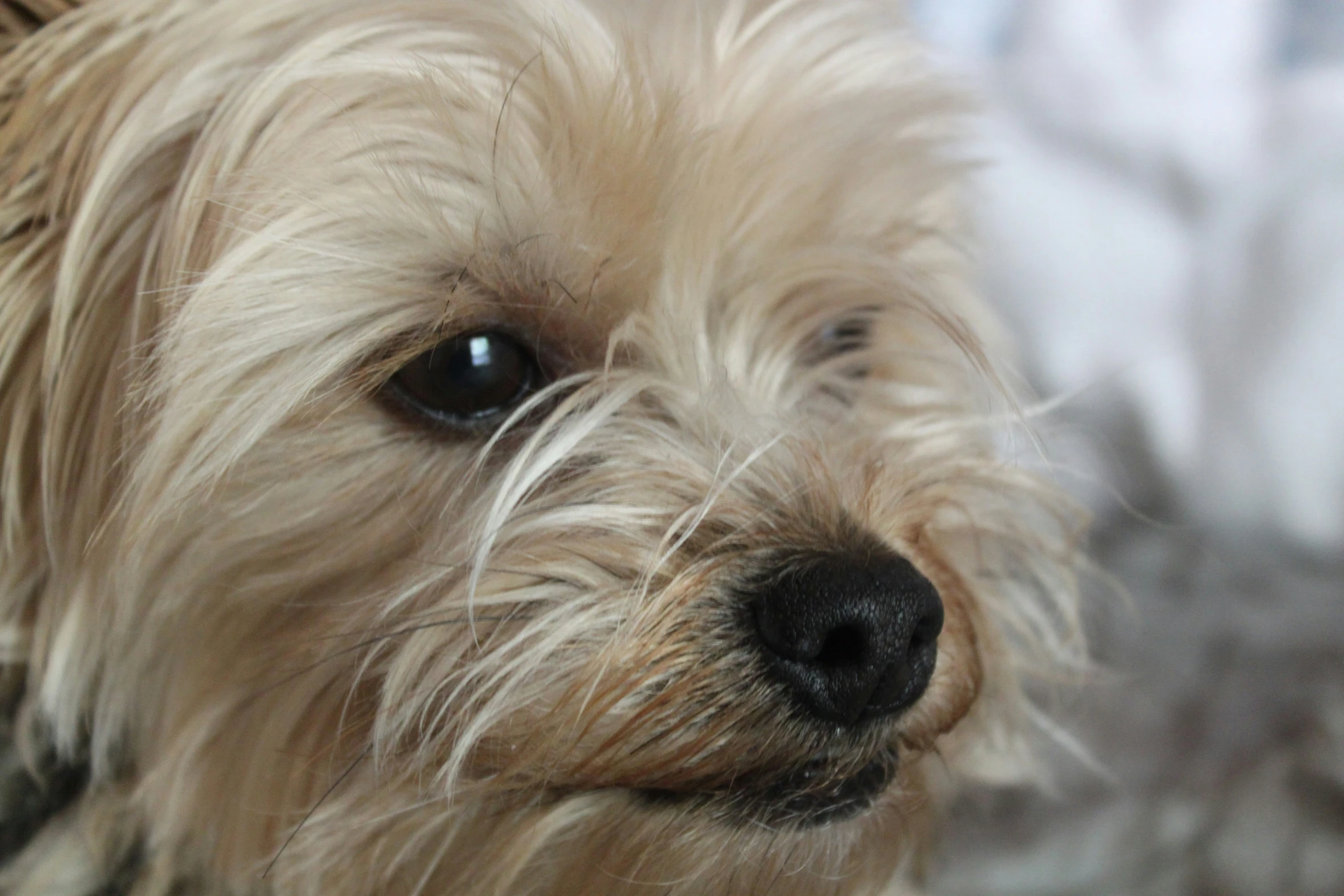 close up po of dog staring towards the camera