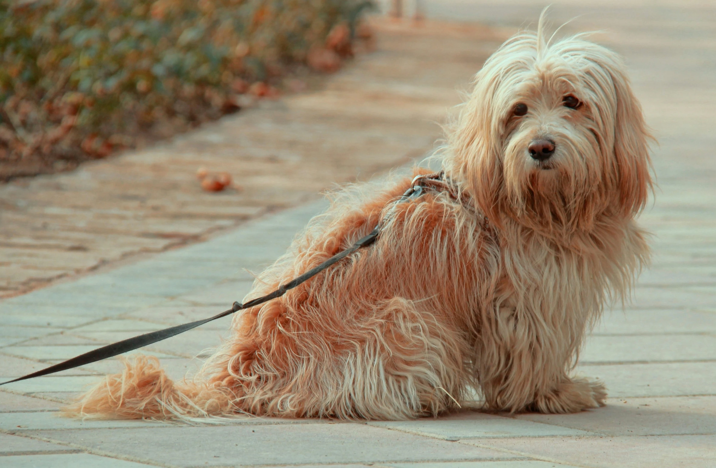 a gy brown dog on a leash on a sidewalk