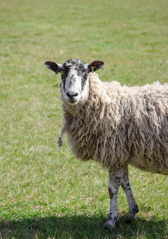 a lamb in a grassy field staring at the camera