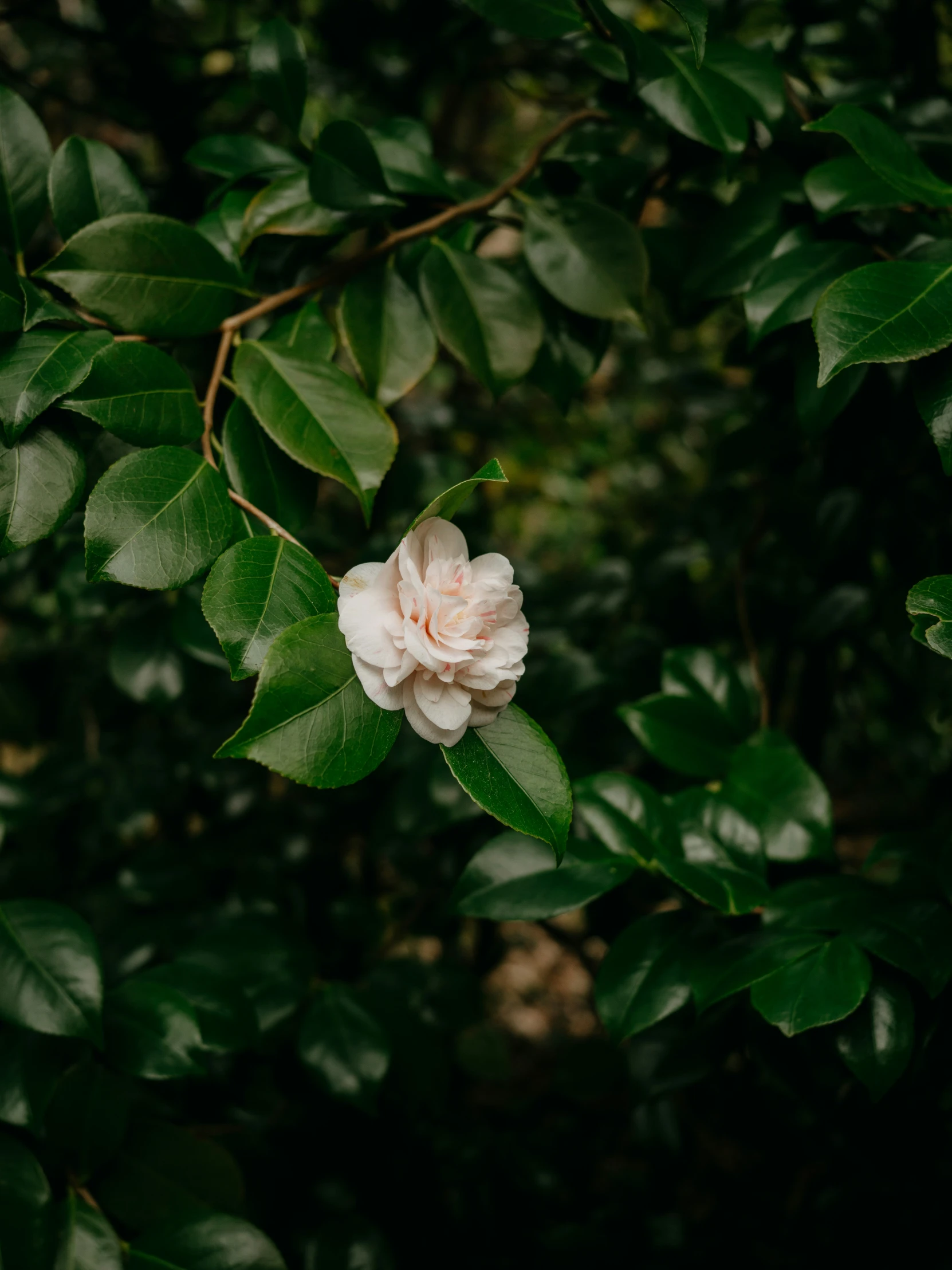 white flower and green leaves in a forest