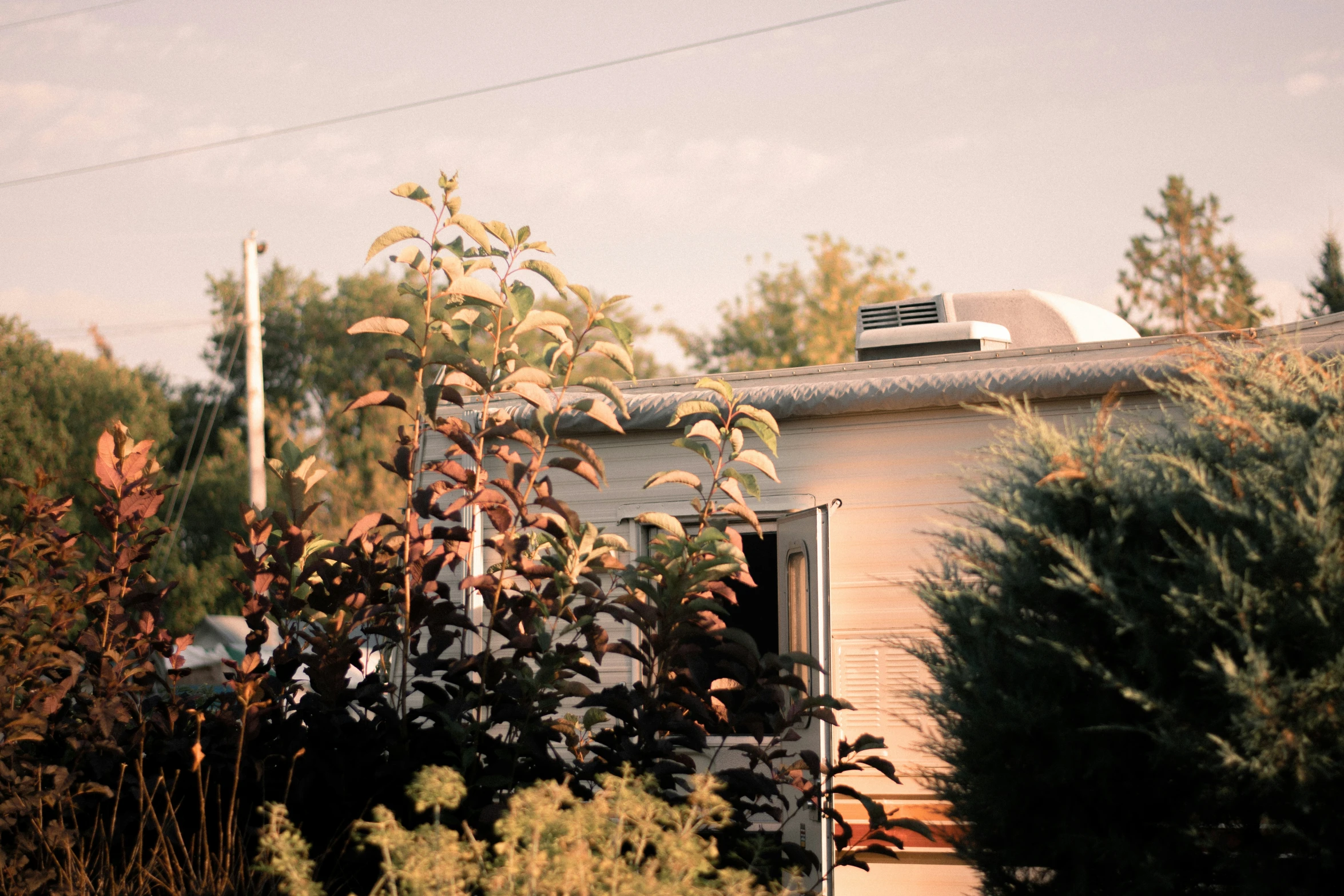 a building with a window and roof is in the bushes