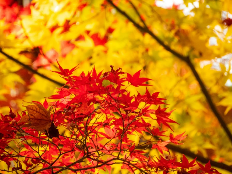 closeup view of colorful leaves in autumn