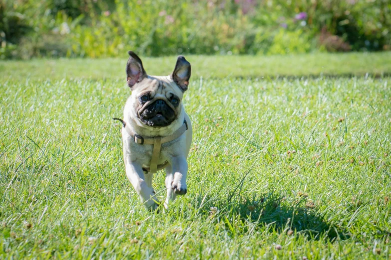 a dog that is walking in some grass