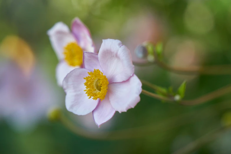 some pink flowers are blooming in the wild