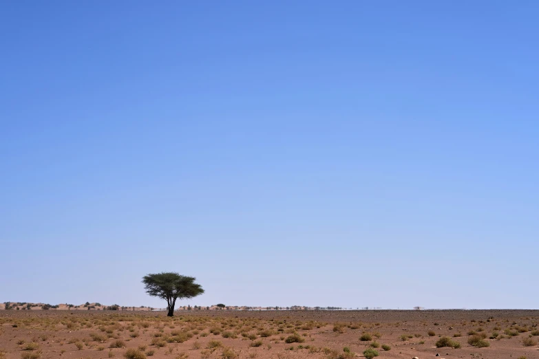 a lone tree stands alone in the desert