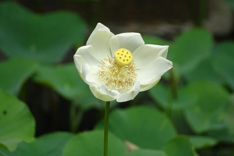 a white flower with yellow stamen on it