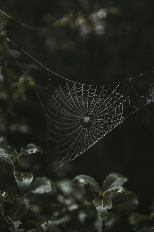 an image of a web web in the middle of trees