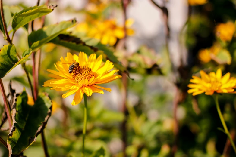 some yellow flowers with green leaves and a fly in the middle