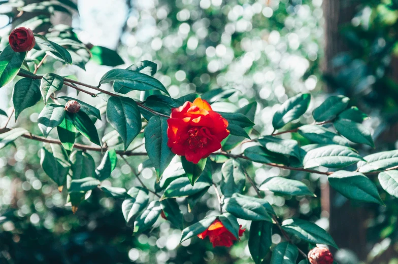 two small red flowers in a green tree