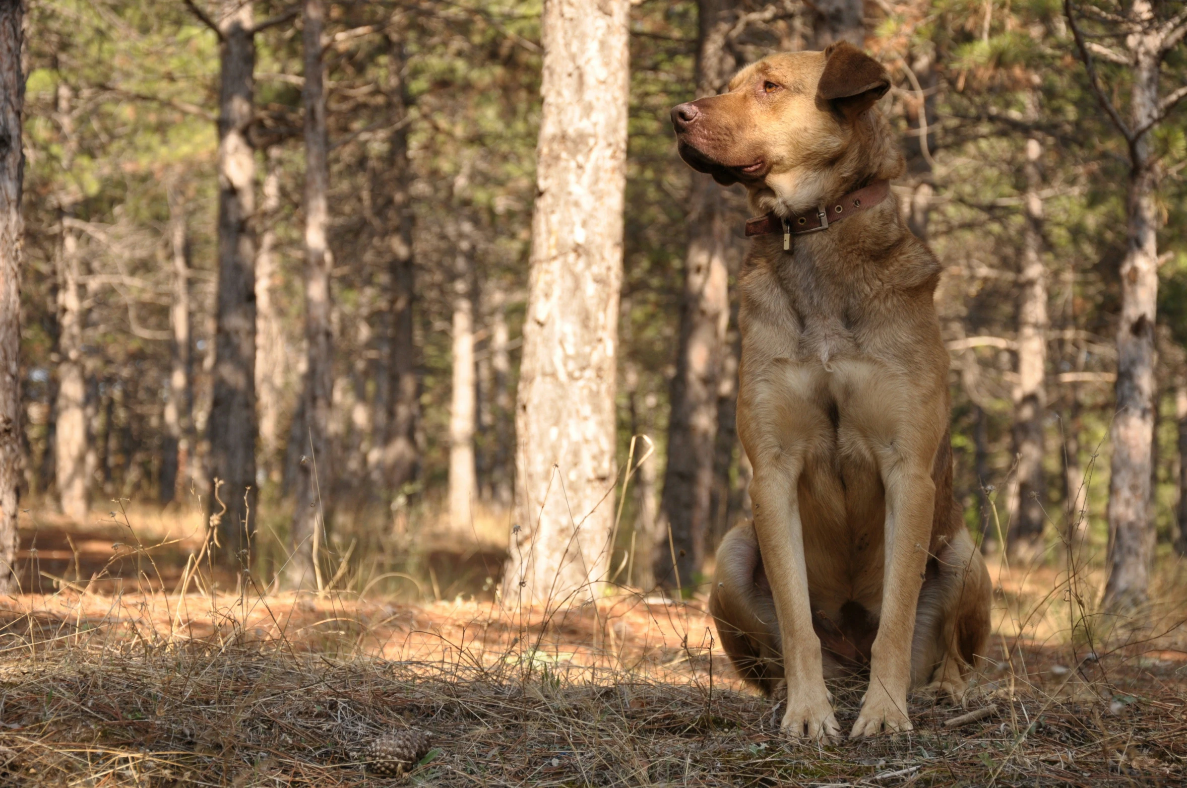 a dog sits in the woods alone