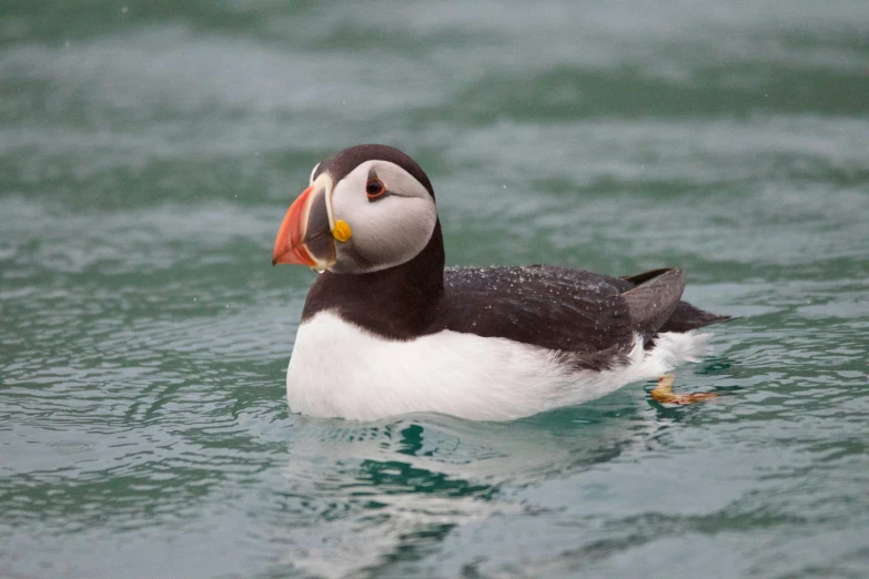 a black and white duck with a colorful beak