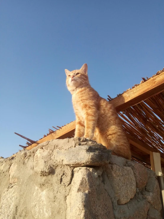 a very cute orange cat standing on top of a rock