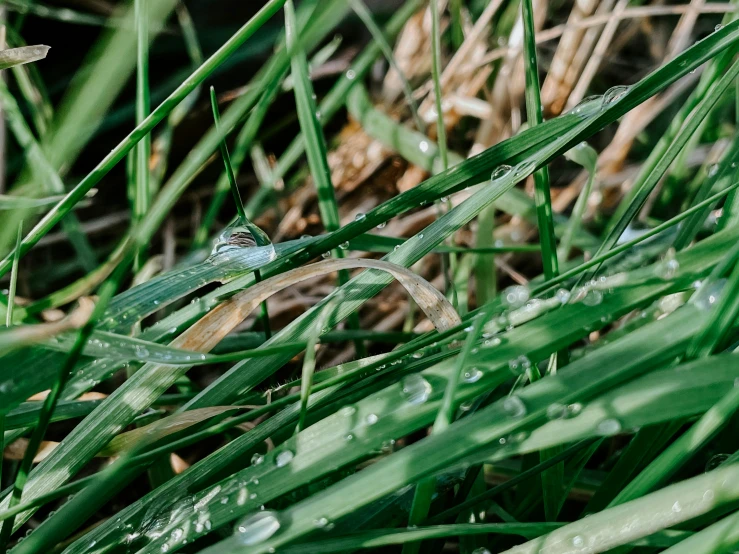 an insect is sitting on the green grass