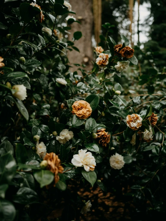 a bush of flowers and leaves next to a forest