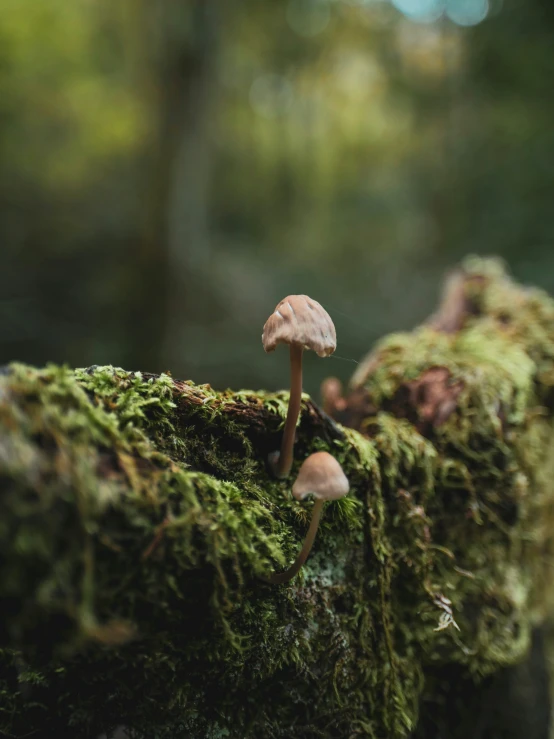 several mushrooms are growing on a mossy log