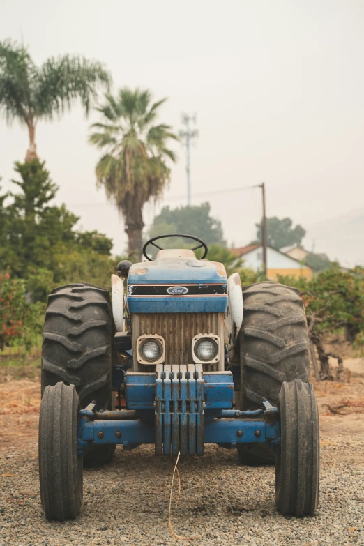 an antique blue monster truck parked in front of a palm tree