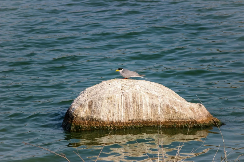 bird on rock on surface of body of water