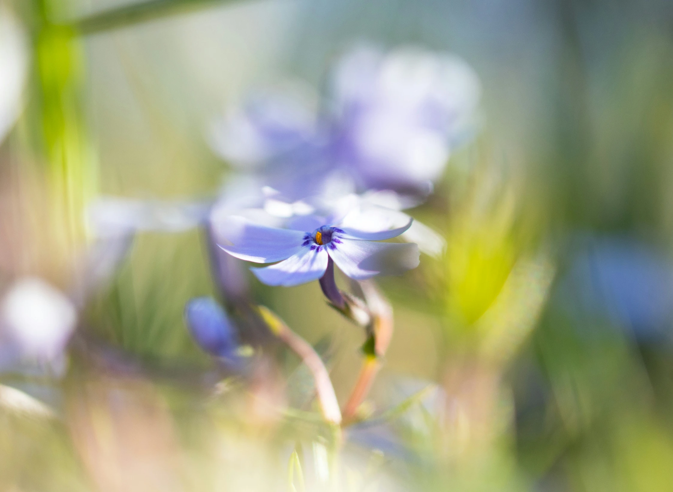 a small blue flower is in some grass