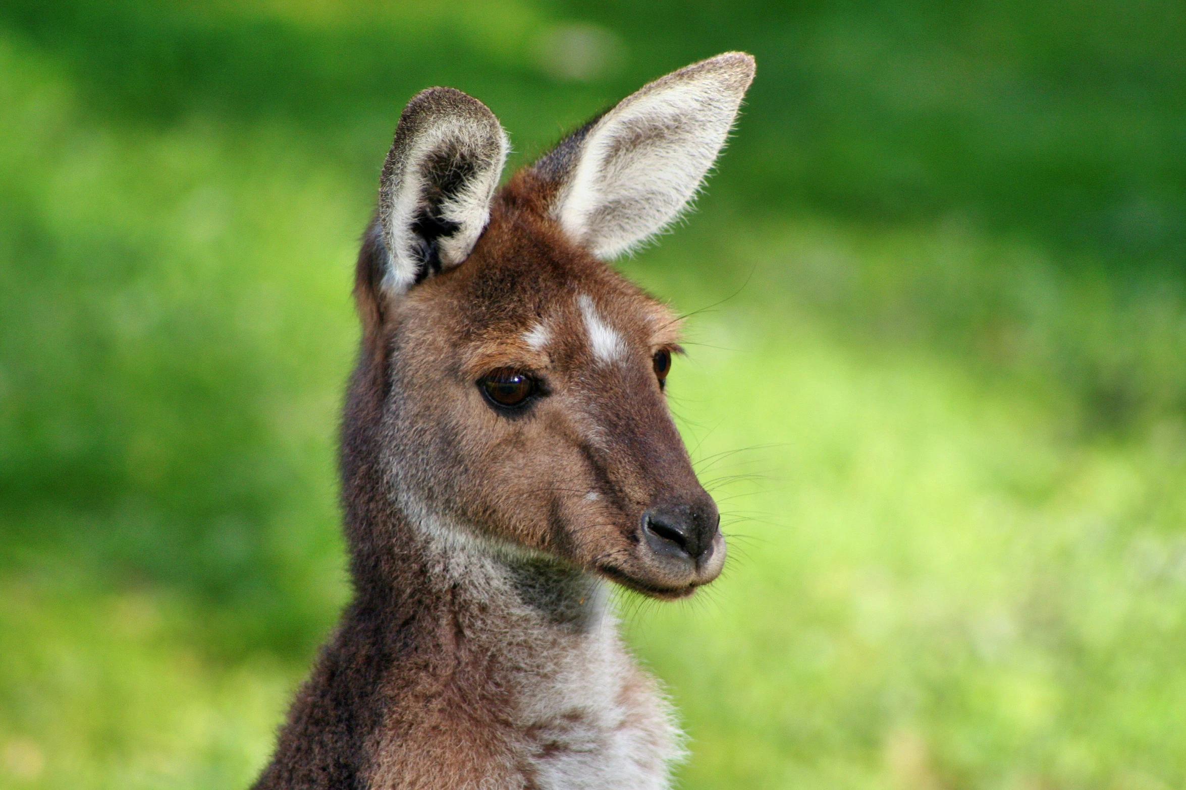 a kangaroo with long ears standing in the grass