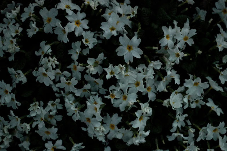 an array of small white flowers on a dark background