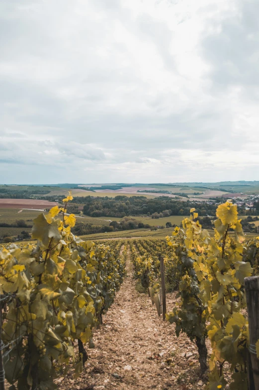 the path to the winery leads from the other side