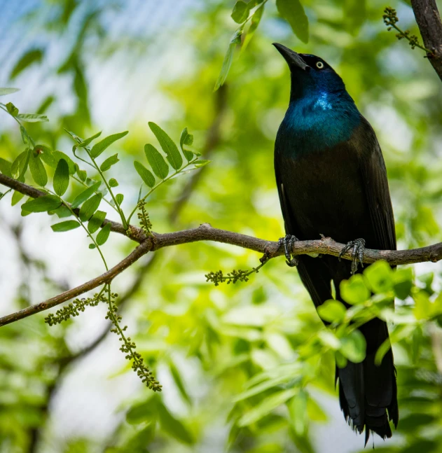 black and blue bird perched on tree nch