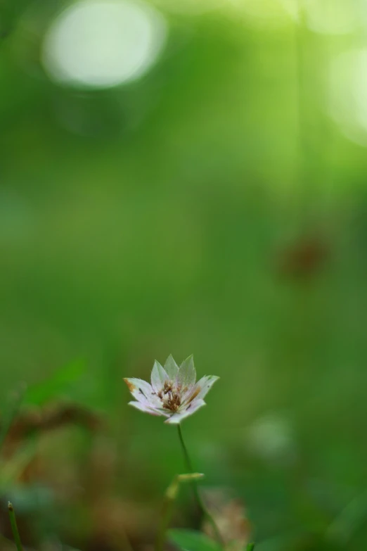 a single white flower in a grass area