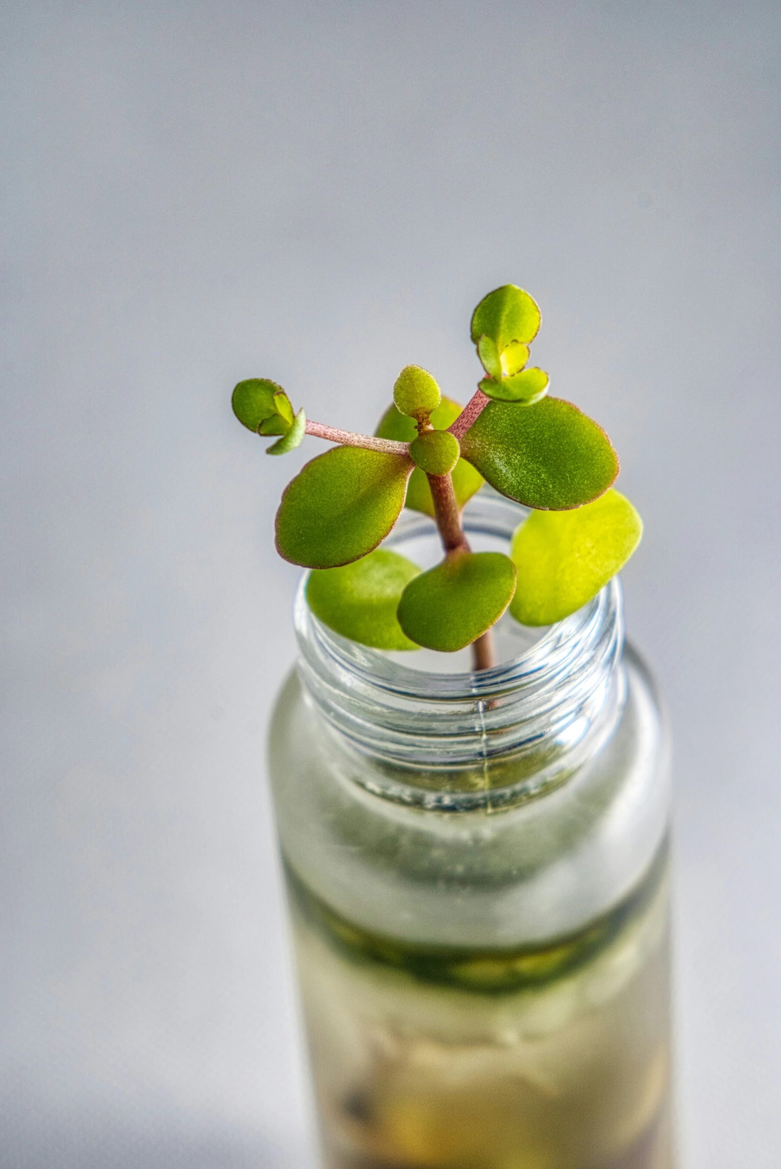 plant sitting inside of a small glass jar